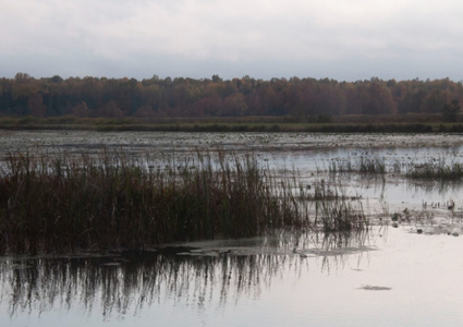 ODNR: Man Fined, Given Probation in Wildlife Area Incident