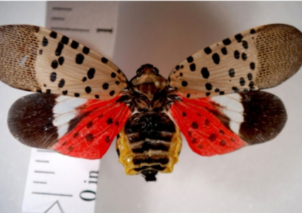 Fewer Spotted Lanternflies Seen This Summer